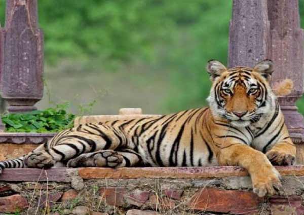 Ranthambore Tigers Story