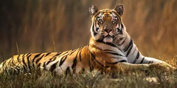 Jaipur Ranthambore 04 days Diwali Tour Package