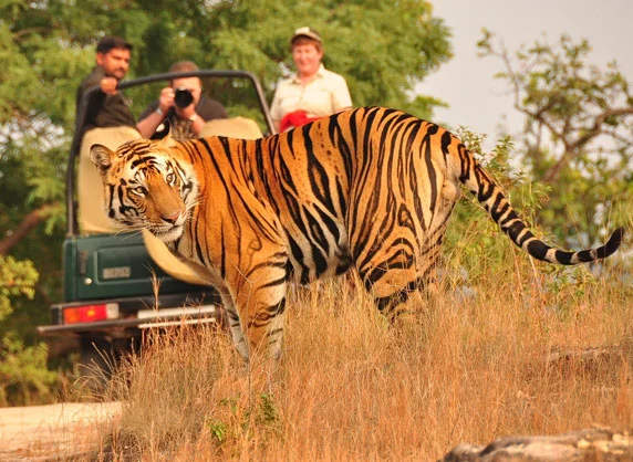 wilde dieren reizen india