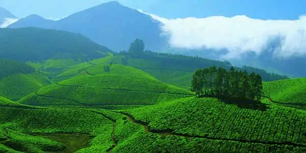South India Hill Stations Tour