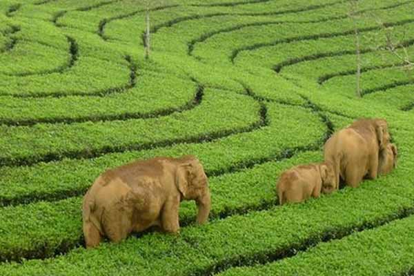 Things to Do in Munnar