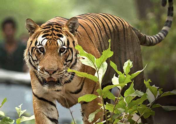 Ranthambore Best Time to visit