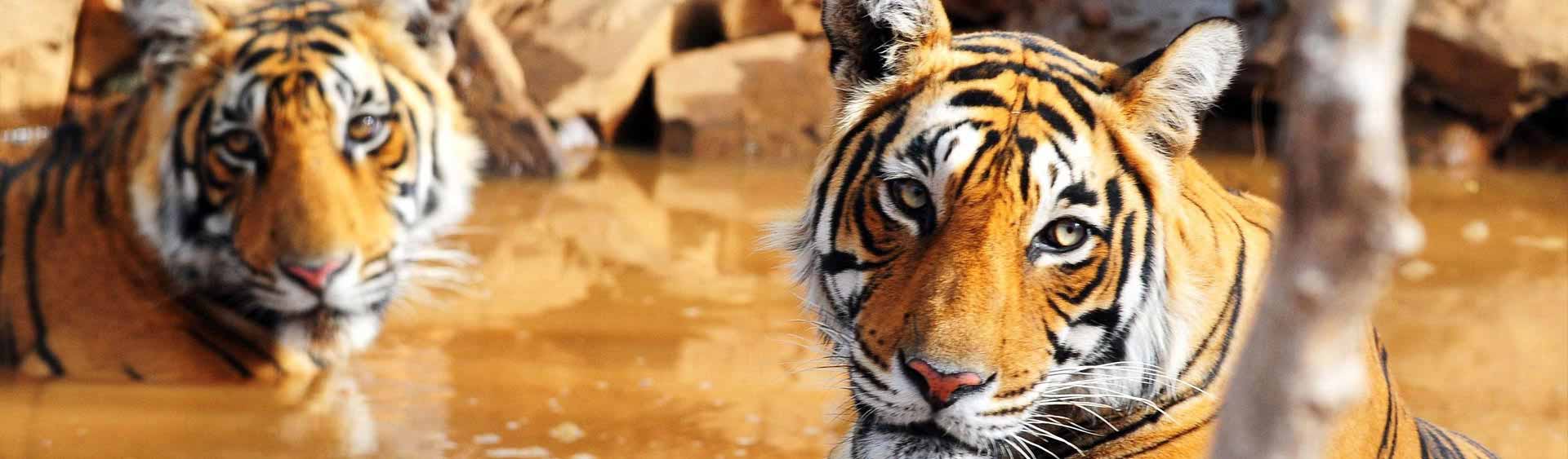 Rajasthan Wildlife Tour Packages