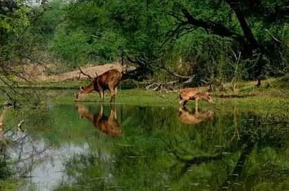 Baretha Wildlife Sanctuary, Bharatpur