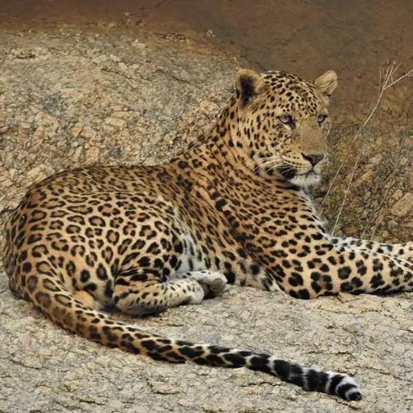 Bera Leopard