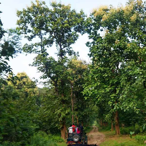 Best Time To Visit Corbett