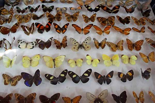 Butterfly Museum