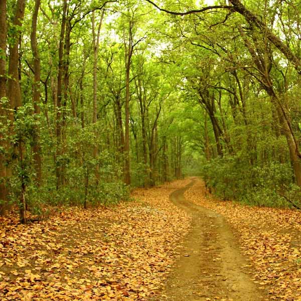 Corbett Flora and Fauna