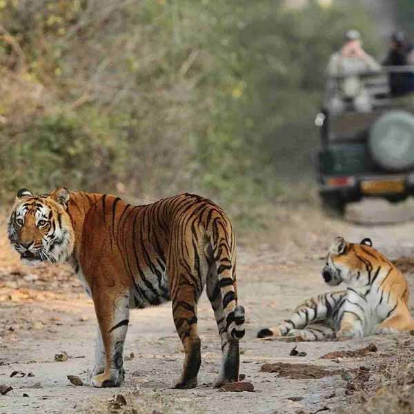 Jim Corbett Wildlife Tour Package