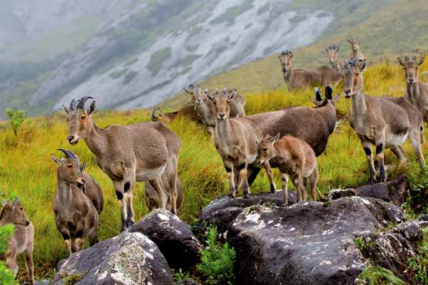 Eravikulam National Park