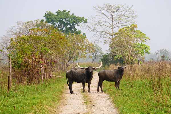 Manas National Park