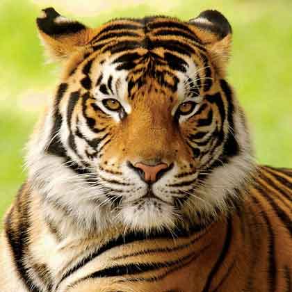 Ranthambore Private Day Tours
