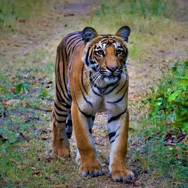 jim corbett evening safari timings