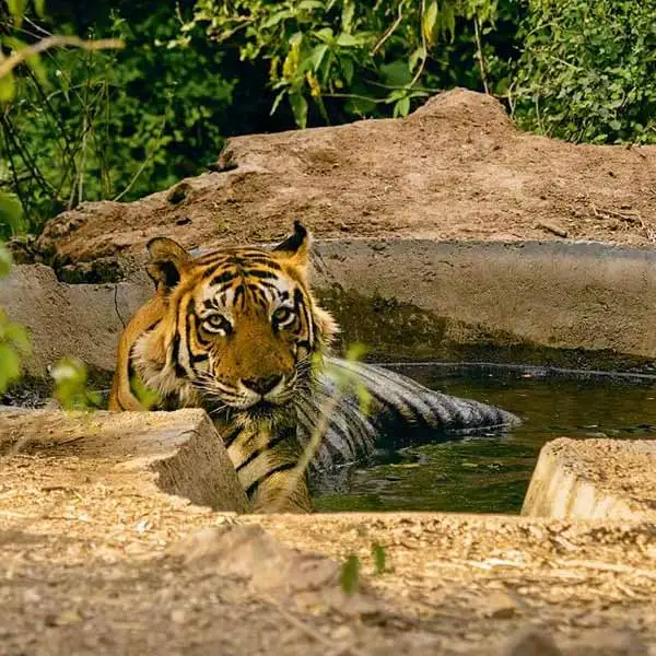 sariska tiger reserve
