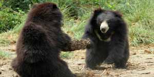 Wildlife SoS Bear Sanctuary Agra
